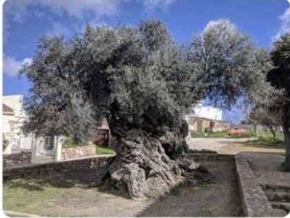 Le plus vieil olivier.JPG